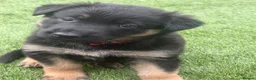 German Shepherd dogs for sale: Europe’s Elite Male and female available   - Advert 9