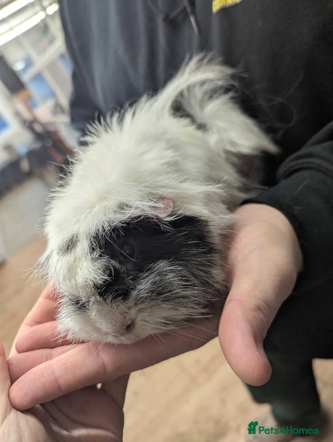 Guinea Pig rodents for sale: 2 Peruvian girls. Pure breed. Price is for both! - Advert 1