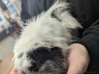 Guinea Pig rodents 2 Peruvian girls. Pure breed. Price is for both! - Advert 1