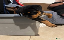Rottweiler dogs for sale: Rottweiler puppy - Image 5