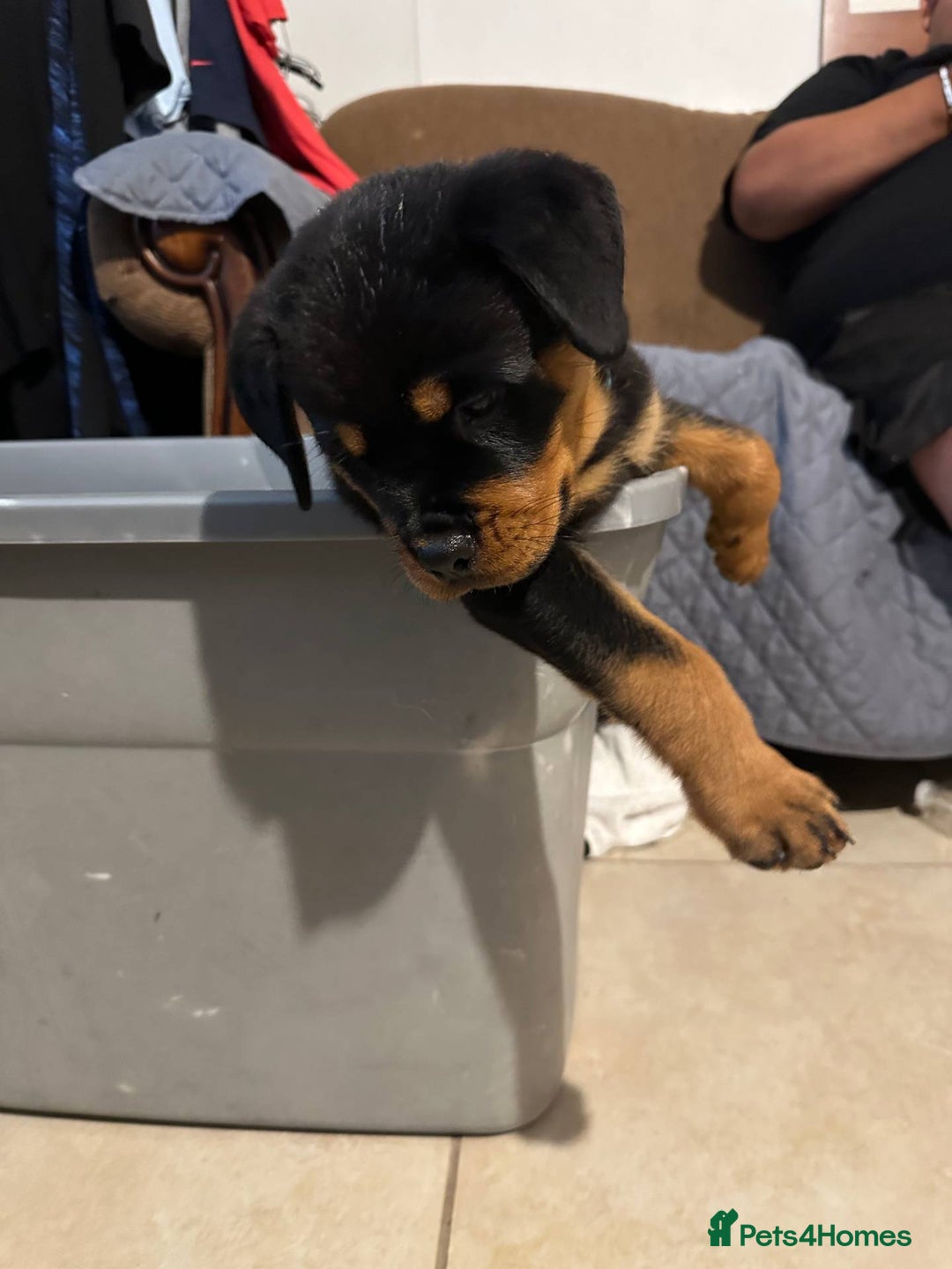 Rottweiler dogs for sale: Rottweiler puppy - Image 5