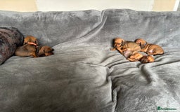 Miniature Dachshund dogs for sale: Stunning Brindle Dachshunds  - Image 2