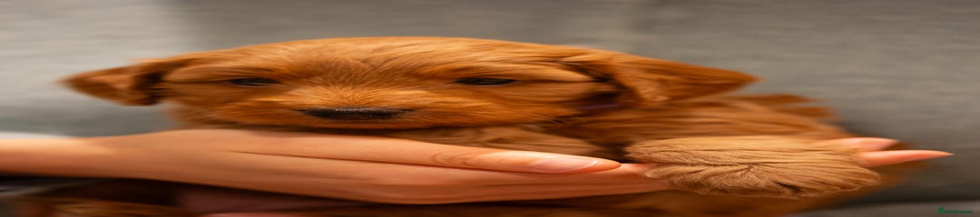 Beans