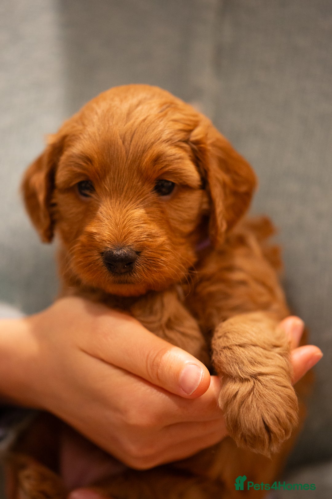 Cockapoo dogs for sale: Stunning F2b Miniature Cockapoos / Health Tested - Image 12