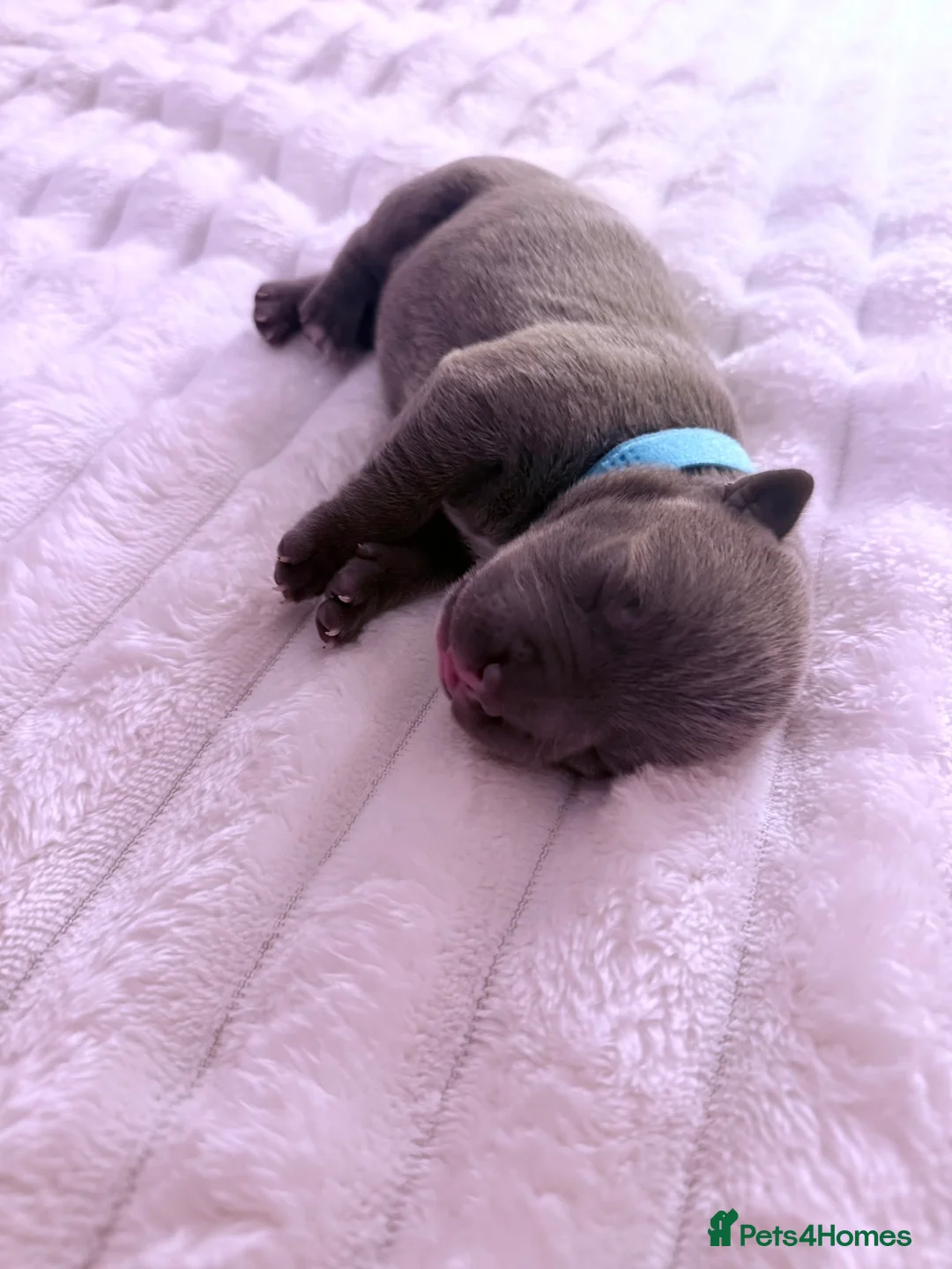 Staffordshire Bull Terrier dogs for sale: KC Registered Staffordshire Bull Terrier Puppies - Advert 17