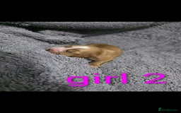 Cocker Spaniel dogs for sale: Cocker spaniel puppies - Advert 5