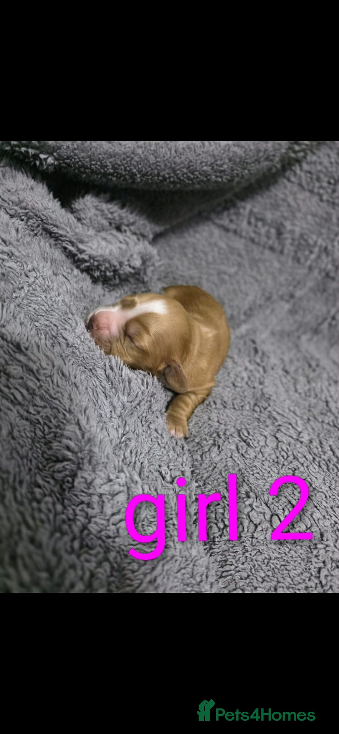 Cocker Spaniel dogs for sale: Cocker spaniel puppies - Advert 5