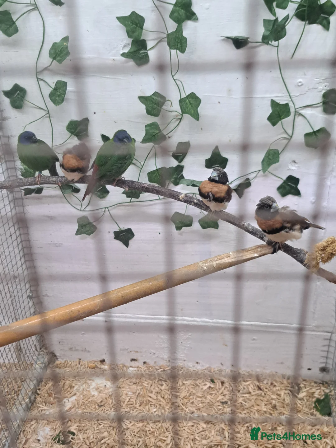 Finches birds for sale: Hi i am selling a mixed lot of my finches  - Advert 1