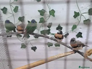 Finches birds Hi i am selling a mixed lot of my finances - Advert 6