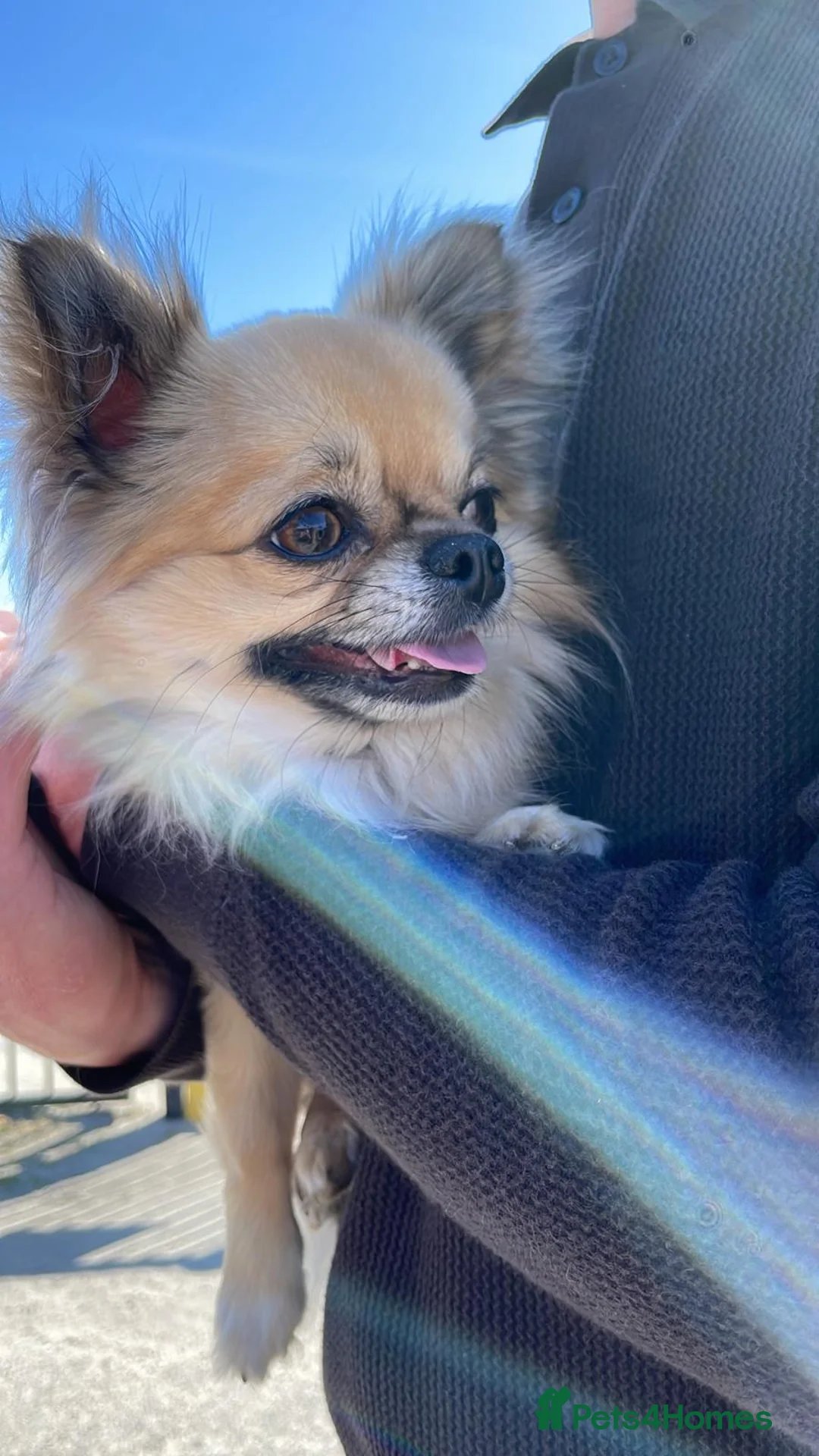 Chihuahua dogs for sale: Chiuahuah pups......lilac merle, fawn, white brown - Advert 4