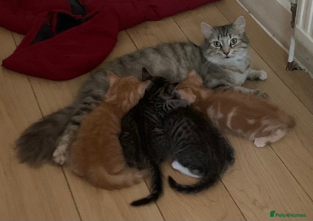 Mixed Breed cats for sale: Five Gorgeous Kittens available now ! - Image 37
