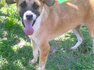 Mixed Breed dogs 🐾 Cody – a gentle soul with a heart of gold 🐾 - Advert 9