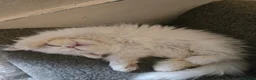 Persian cats for sale: White as snow boy looking for a new home  - Advert 14