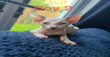 Sphynx cats - Advert 12