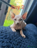 Sphynx cats - Advert 12