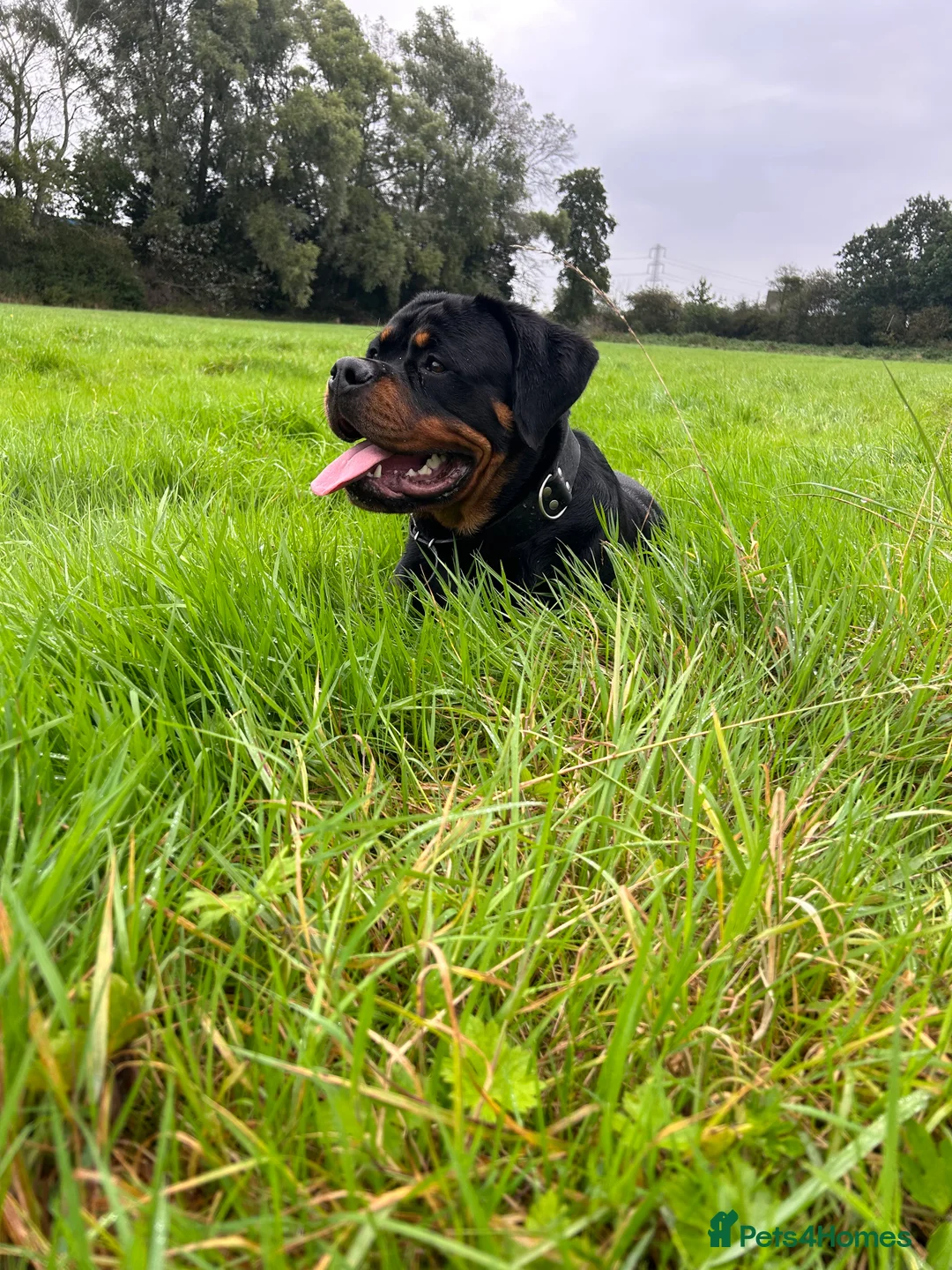 Rottweiler dogs for stud: Serbian Import - OTTO for stud  in Doncaster - Advert 12