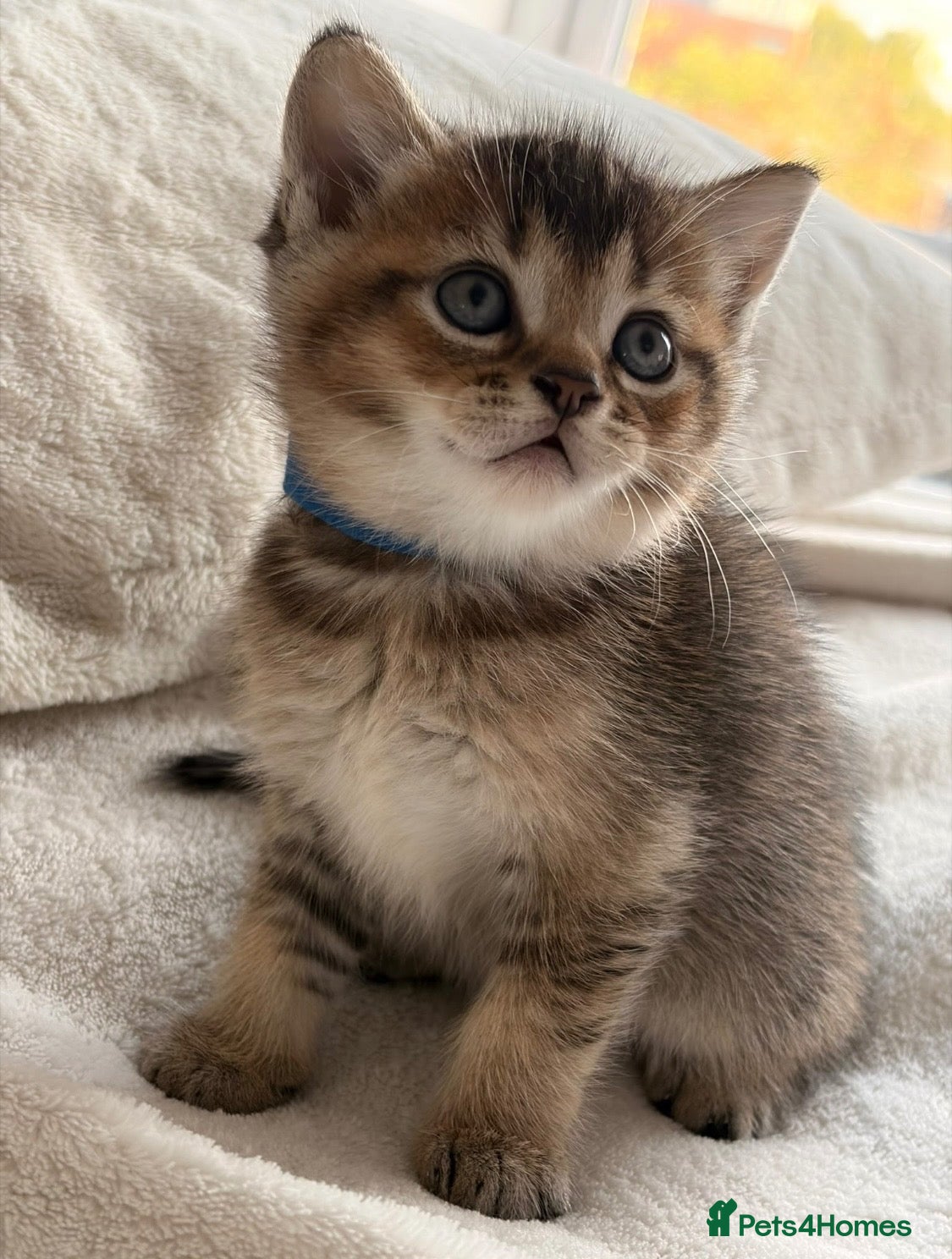 British Shorthair cats Beautiful boy Chinchilla  - Advert 2