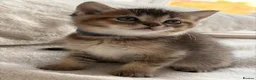 British Shorthair cats for sale: Beautiful boy Chinchilla  - Advert 2