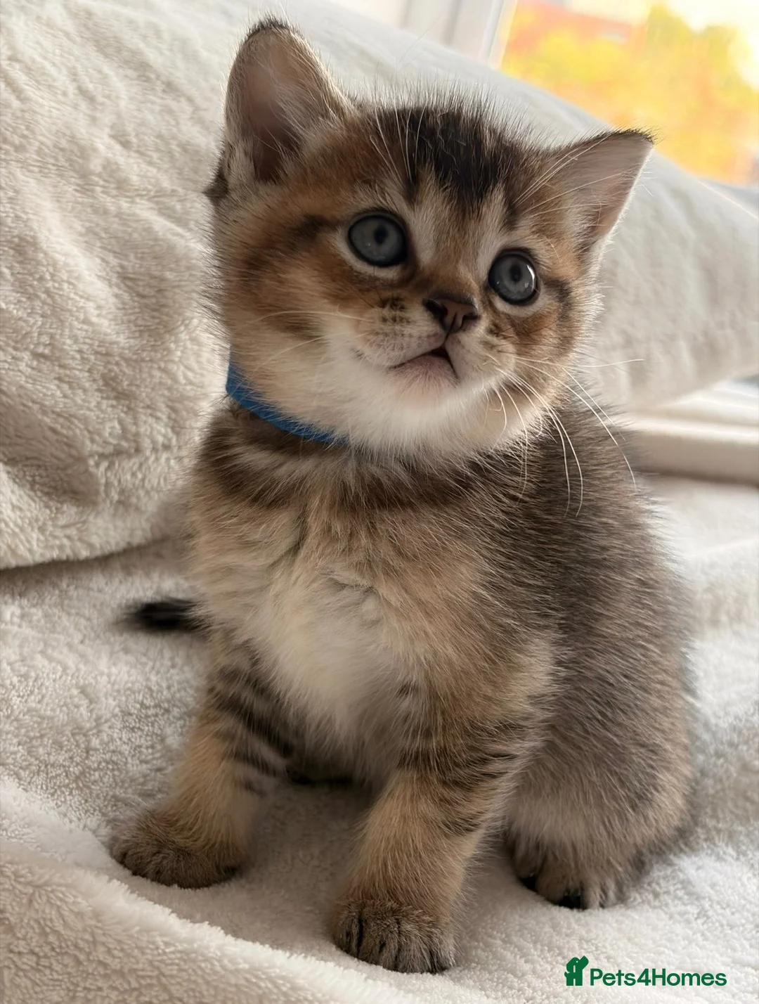 British Shorthair cats for sale: Beautiful boy Chinchilla  - Advert 2