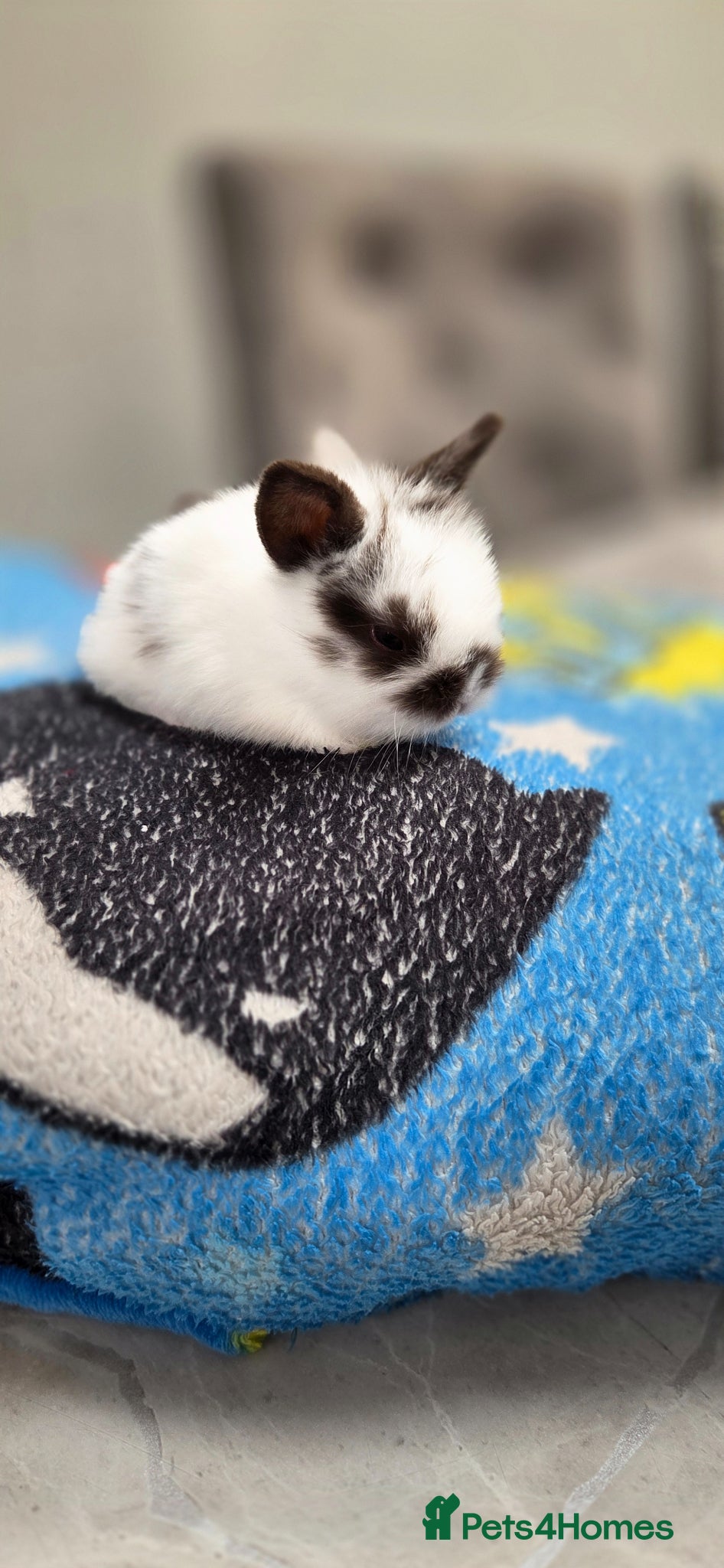 Mini Lion Lop rabbits for sale: Lionlops - Advert 9