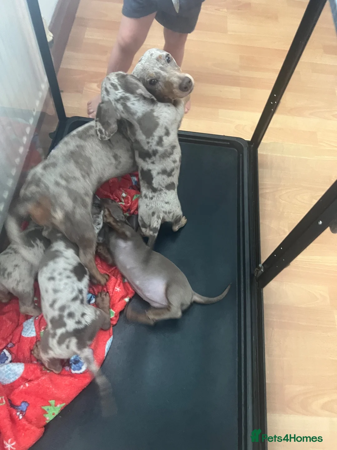 Miniature Dachshund dogs for sale: 4 miniature KC dachshund puppy’s  - Advert 1