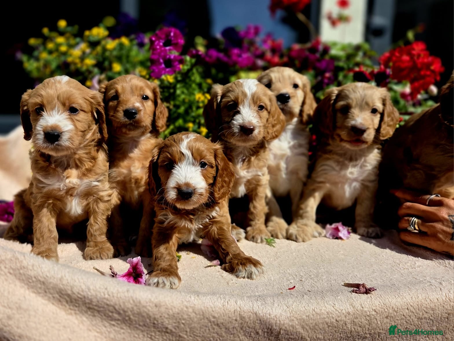 Cockapoo dogs Hereditary Clear F1 Cockapoos - Advert 2
