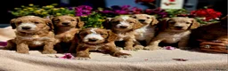Cockapoo dogs for sale: Hereditary Clear F1 Cockapoos in Doncaster - Advert 2