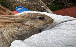 English rabbits for sale: 2 male rabbits  - Image 6