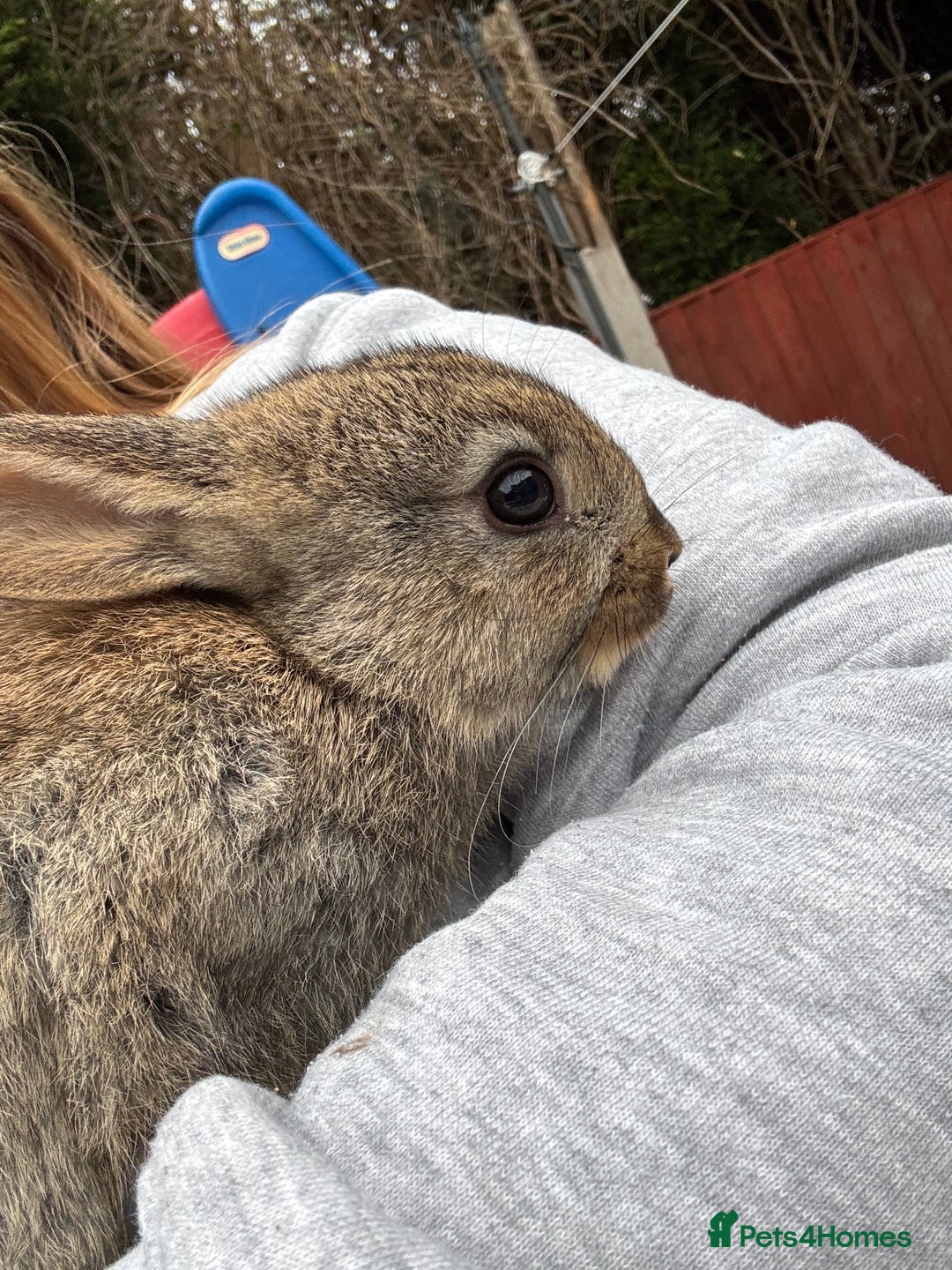 English rabbits for sale: 2 male rabbits  - Image 6