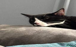 Domestic Shorthair cats for adoption: Bonded Pair  in Romford - Image 11