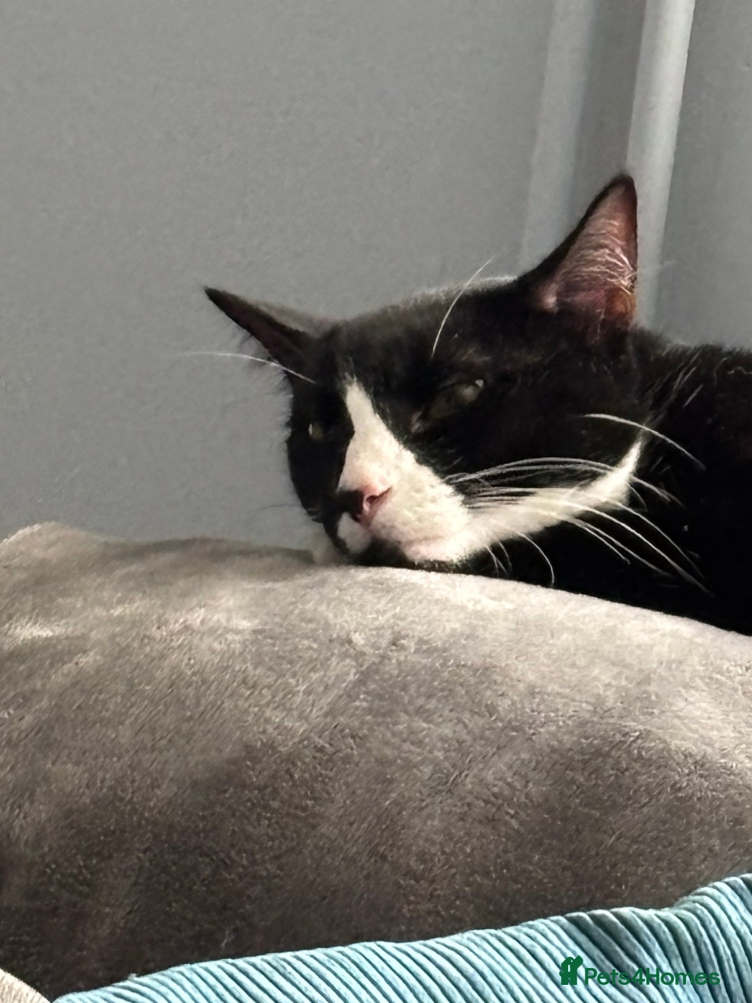 Domestic Shorthair cats for adoption: Bonded Pair  in Romford - Image 11