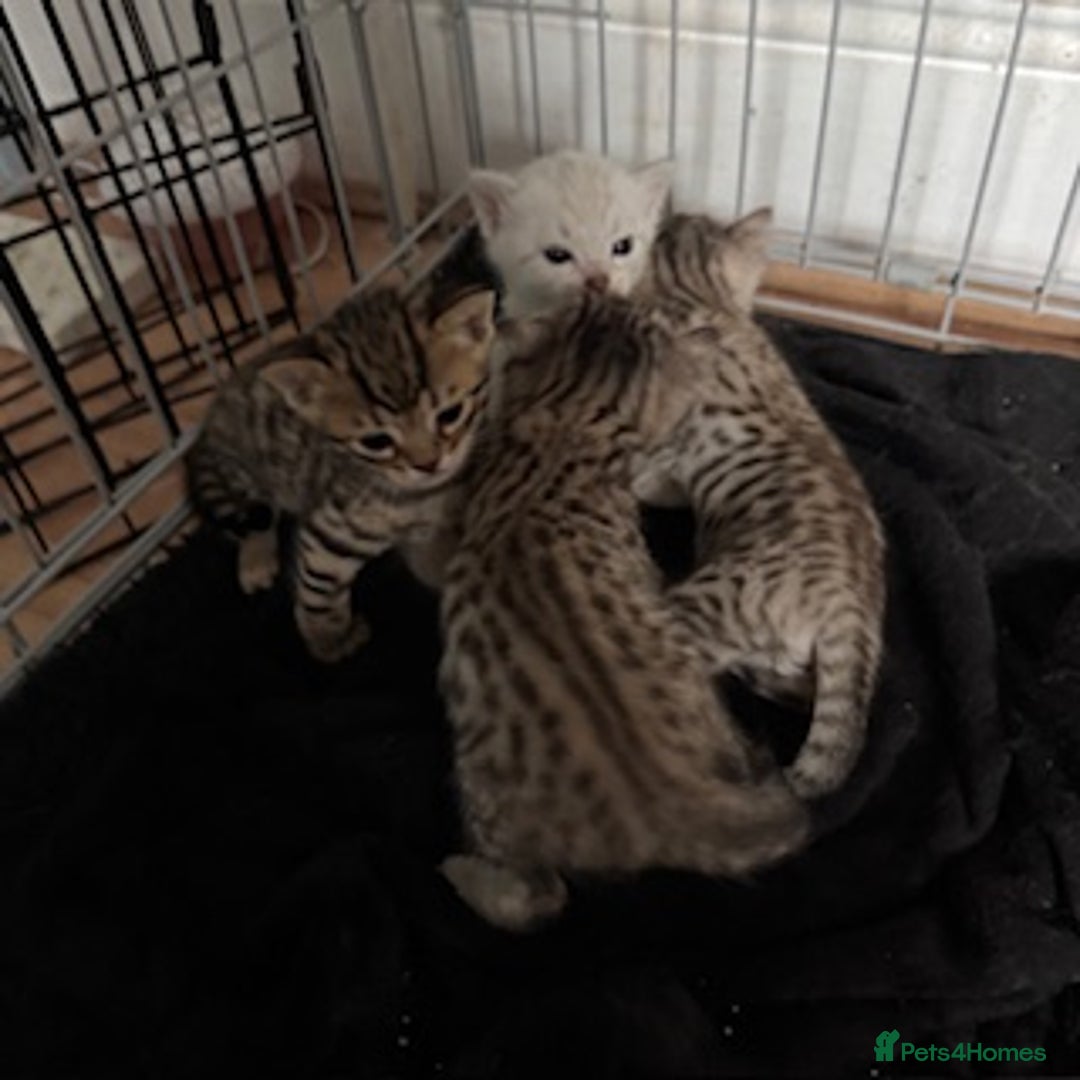 Bengal cats for sale: 4 Gorgeous Bengal Babies - Image 16