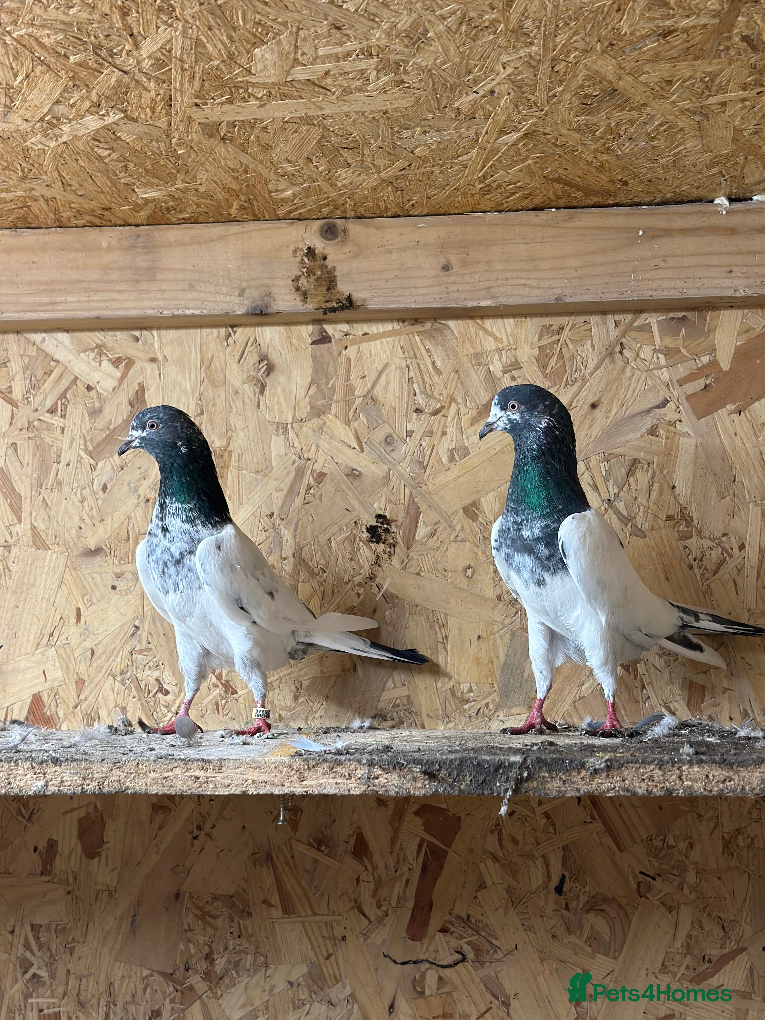 Pigeons birds Pakistani pigeon teddy highflyer - Advert 4