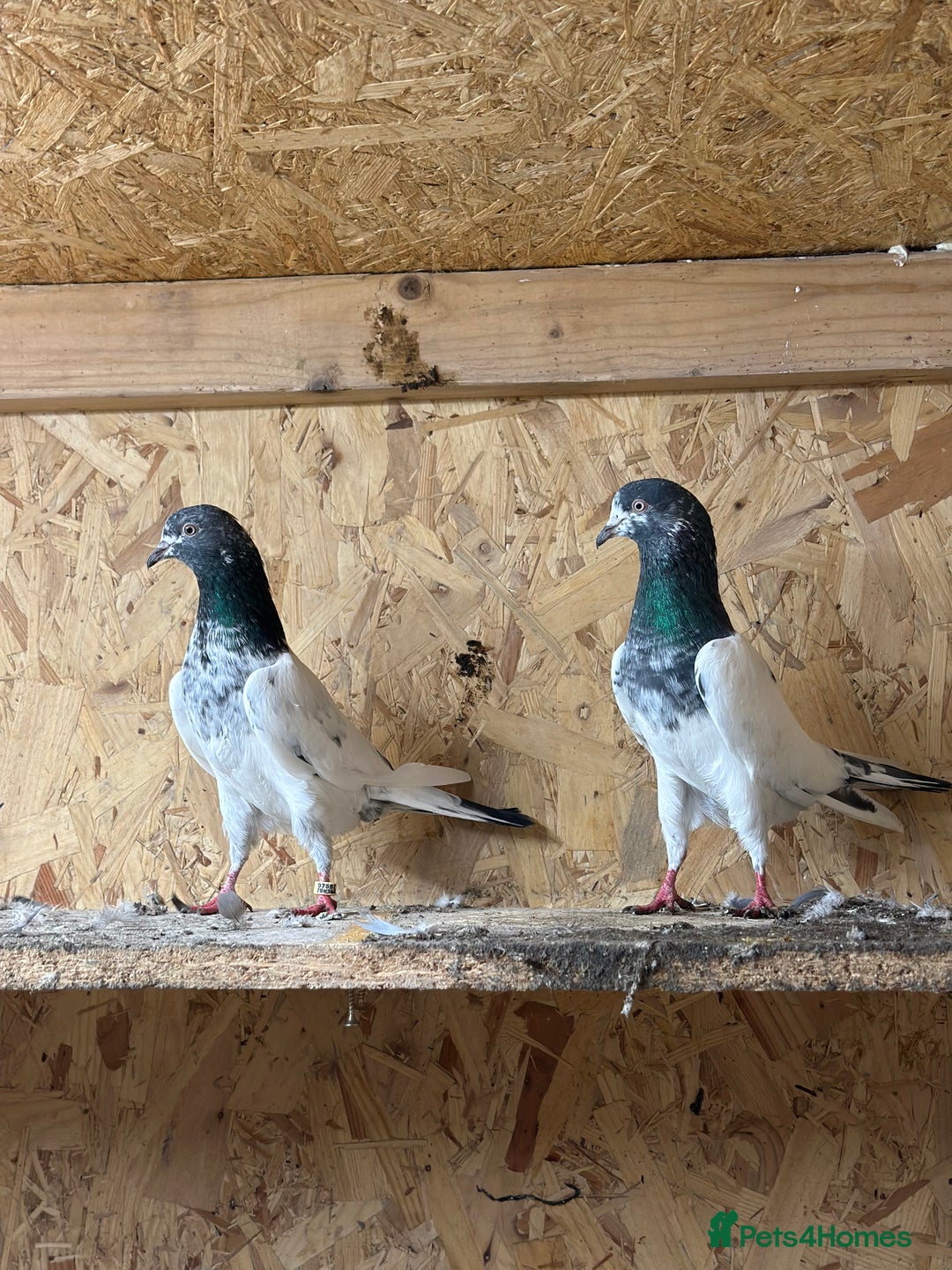 Pigeons birds for sale: Pakistani pigeon teddy highflyer - Advert 1