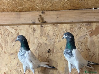 Pigeons birds Pakistani pigeon teddy highflyer - Advert 2