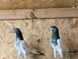 Pigeons birds Pakistani pigeon teddy highflyer - Advert 2