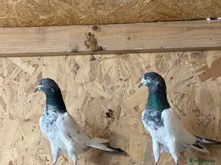 Pigeons birds Pakistani pigeon teddy highflyer - Advert 20