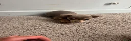 Chihuahua dogs for sale: Chihuahua puppies  - Advert 9