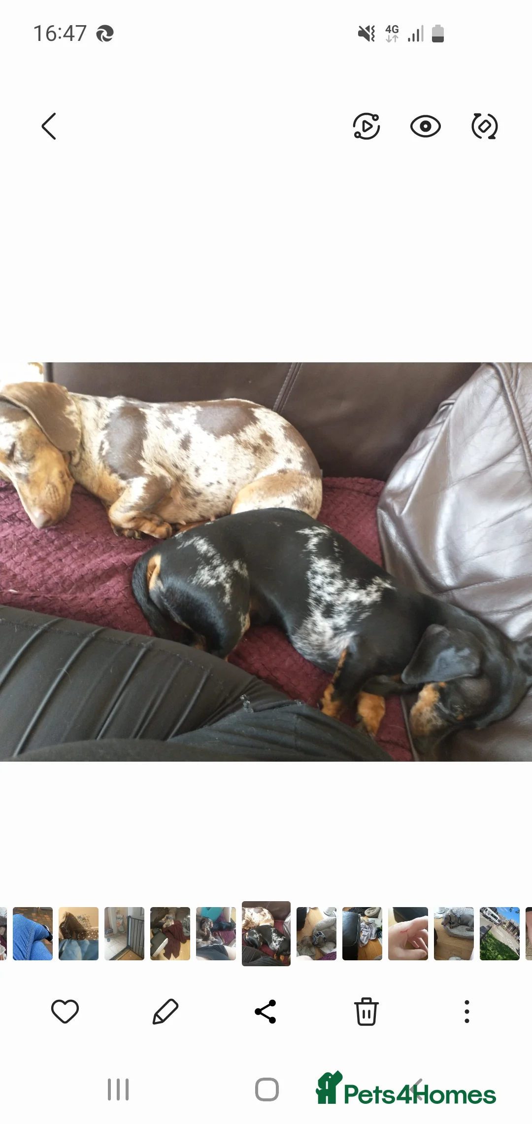 Miniature Dachshund dogs for sale: Miniature dachshund beautiful girl - Advert 4