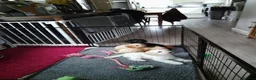 Mixed Breed dogs for sale: Cavapoochon puppies with 5 weeks free insurance  - Advert 13