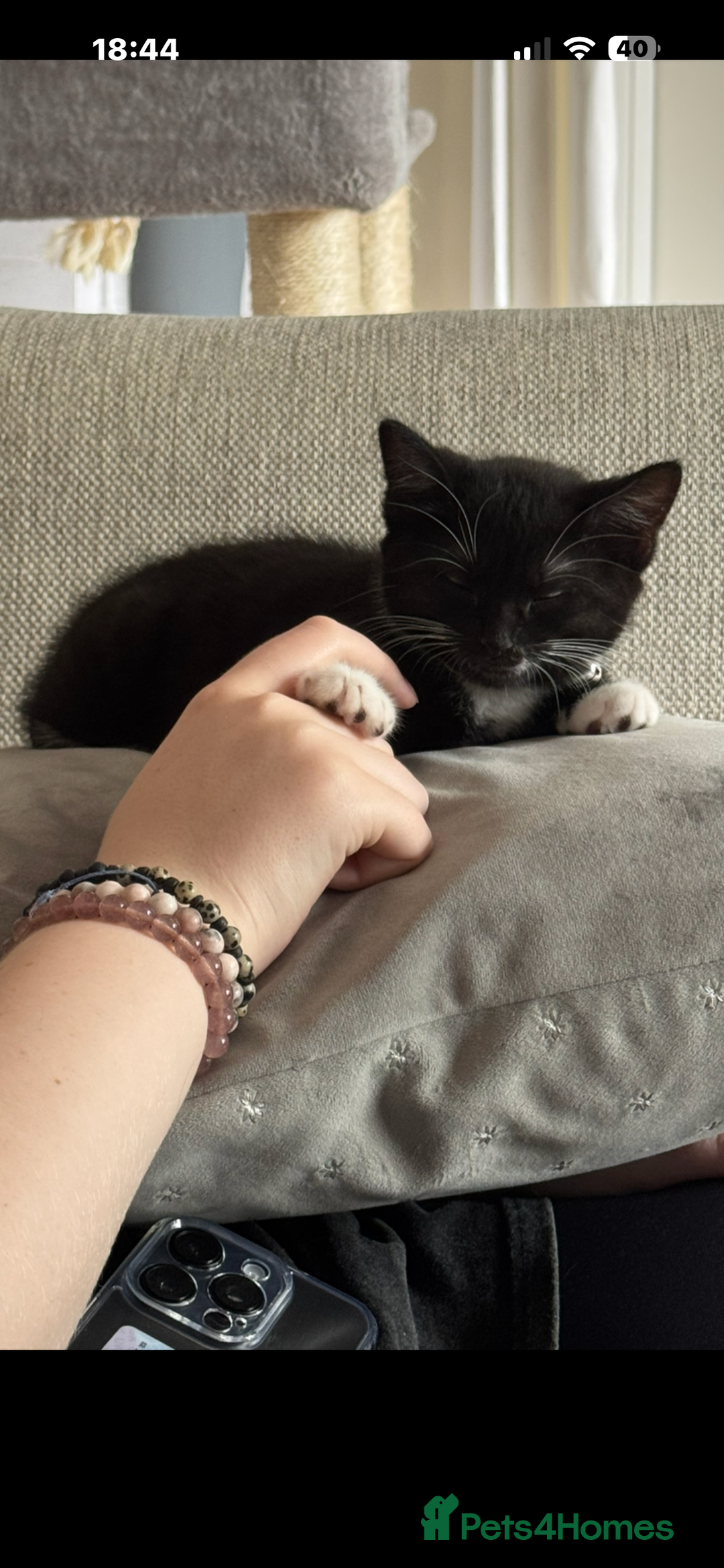 Mixed Breed cats for sale: 7 month old cat - Advert 2