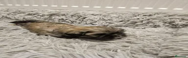 Shih Tzu 1