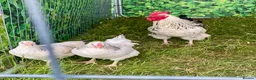 Chickens poultry for sale: Large Fowl Light Sussex Breeding Chicken 5 Birds - Advert 8