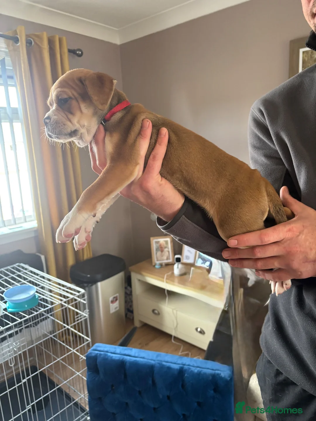 Mixed Breed dogs for sale: American bulldog cross staffy pup  - Advert 4