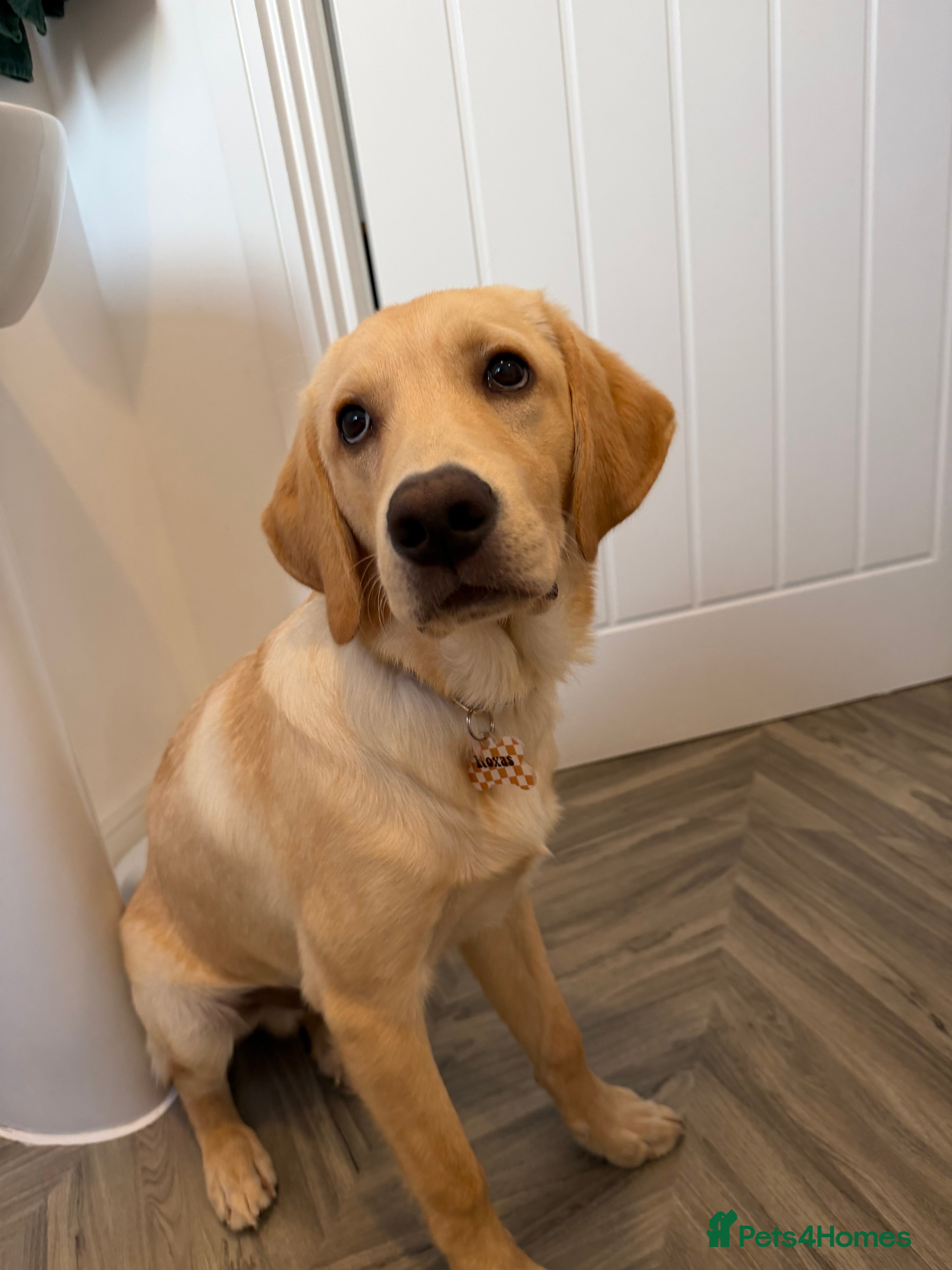 Labrador Retriever dogs Labrador Roxas  - Advert 1