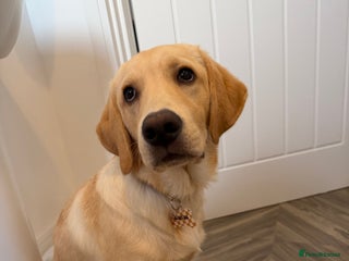 Labrador Retriever dogs Labrador Roxas - Advert 1