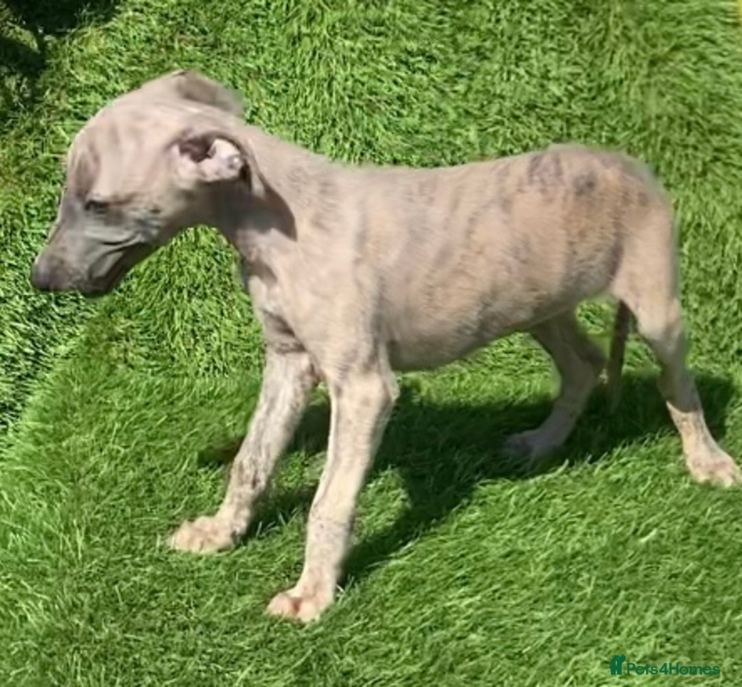 Whippet dogs for sale: Kc whippet pups  - Image 29
