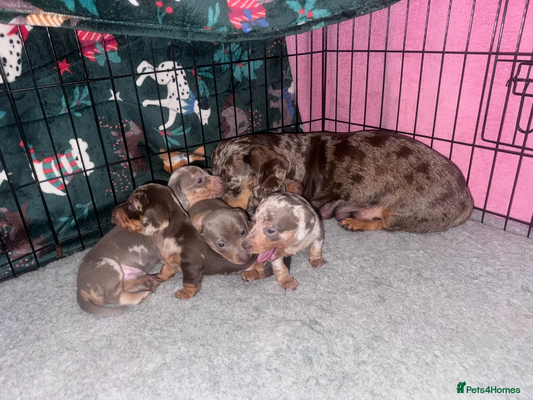 Miniature Dachshund dogs for sale: Outstanding miniature dachshund puppies  - Advert 11