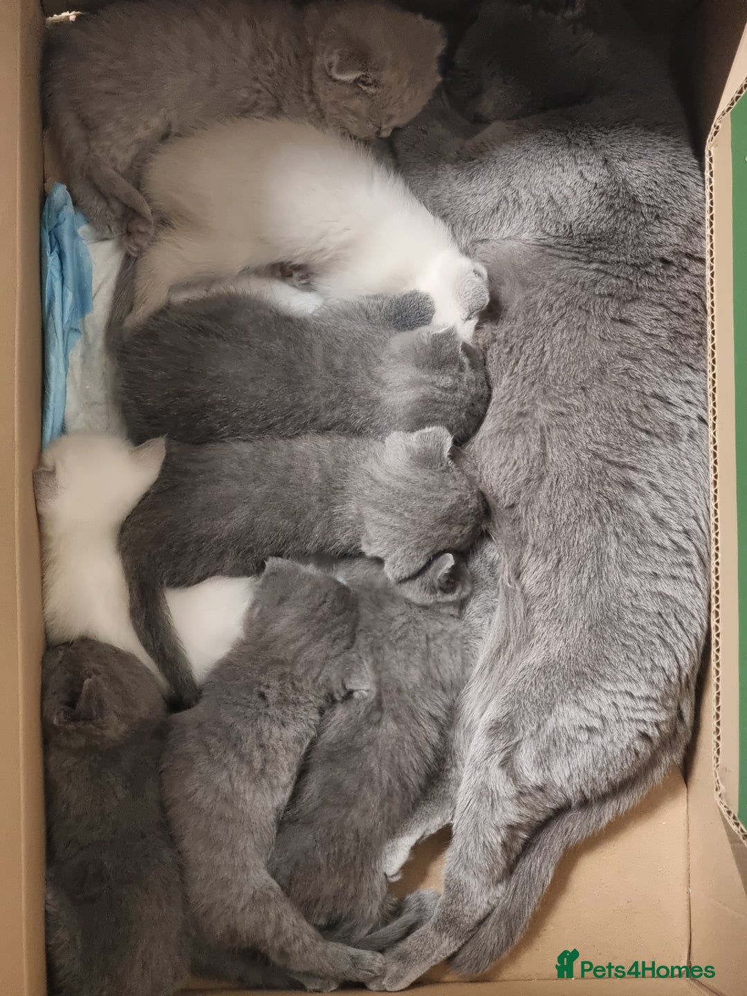 Scottish Fold cats for sale: Very Friendly Kittens, Pedigree Scottish Fold  - Image 14