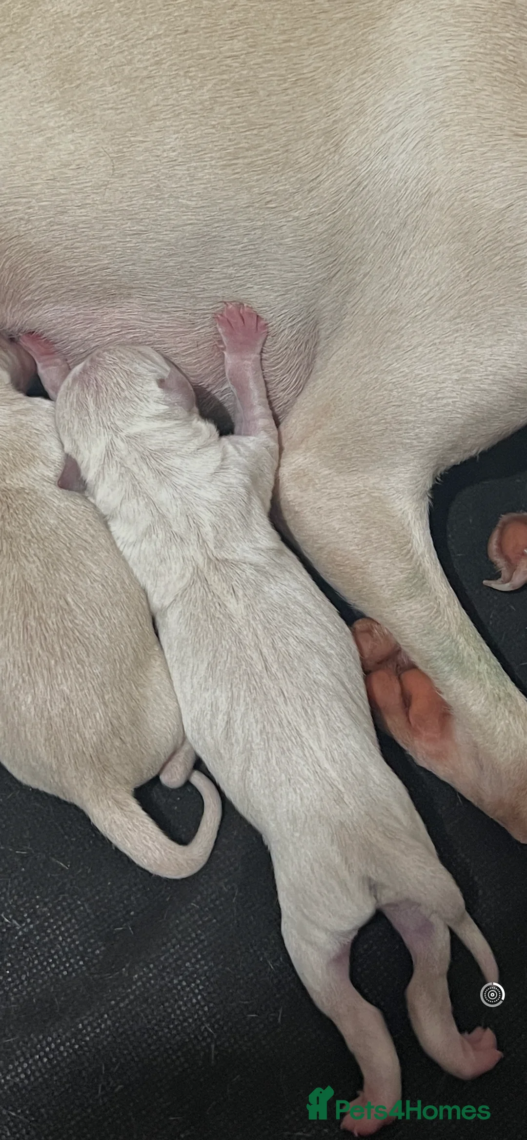 Italian Greyhound dogs for sale: Beautiful cream KC Registered Italian Greyhound  - Advert 2